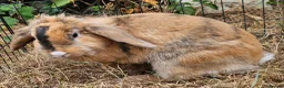 Mixed Breed rabbits for sale: Bunny's  - Advert 3