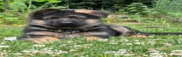 German Shepherd dogs for sale: Outstanding KC Registered German Shepherd Puppies - Advert 6
