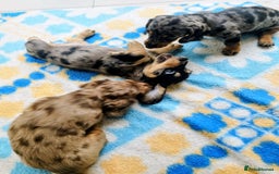 Dachshund dogs for sale: MINIATURE DACHSHUND! - Image 2