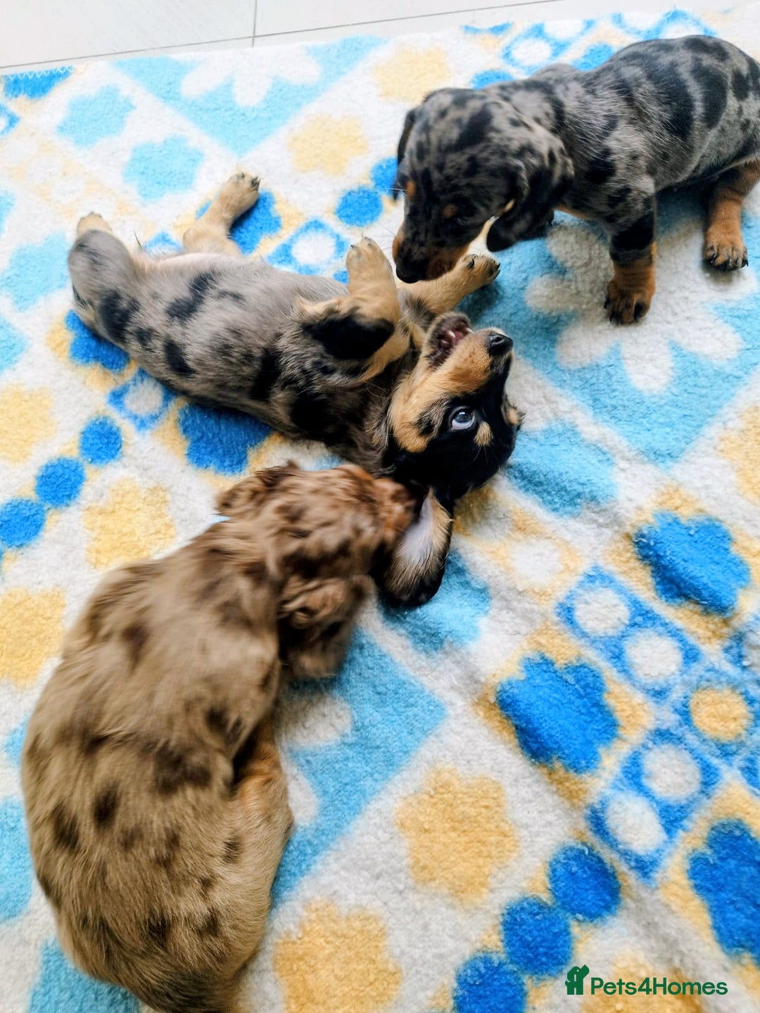 Dachshund dogs for sale: MINIATURE DACHSHUND! - Image 2