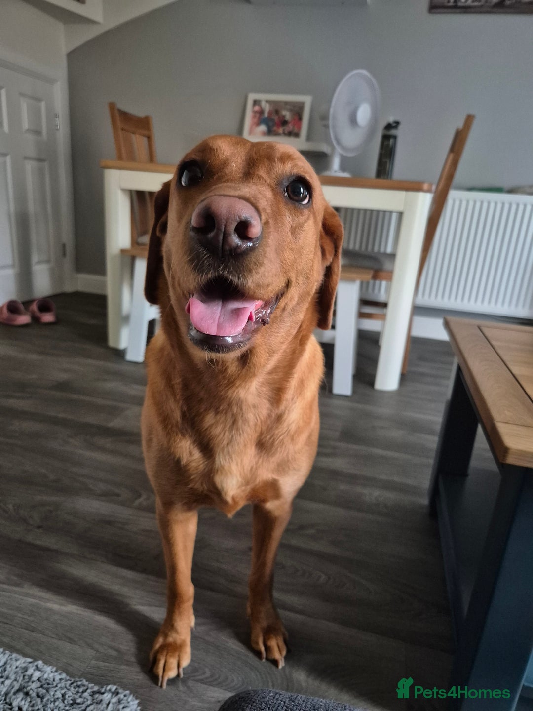 Labrador Retriever dogs for sale: 2 year old female fox red labrador  - Image 3