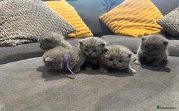 British Shorthair cats for sale: British short hair kittens  - Image 4