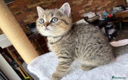 British Shorthair cats for sale: 💎Rare Silver & Spotted BSH Kittens ns 12 & n 24🐾 - Image 27