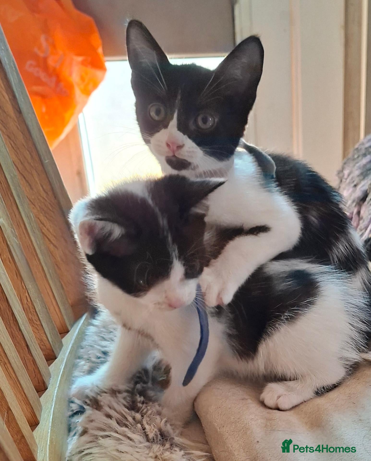 Mixed Breed cats 5 adorable kittens - Advert 6