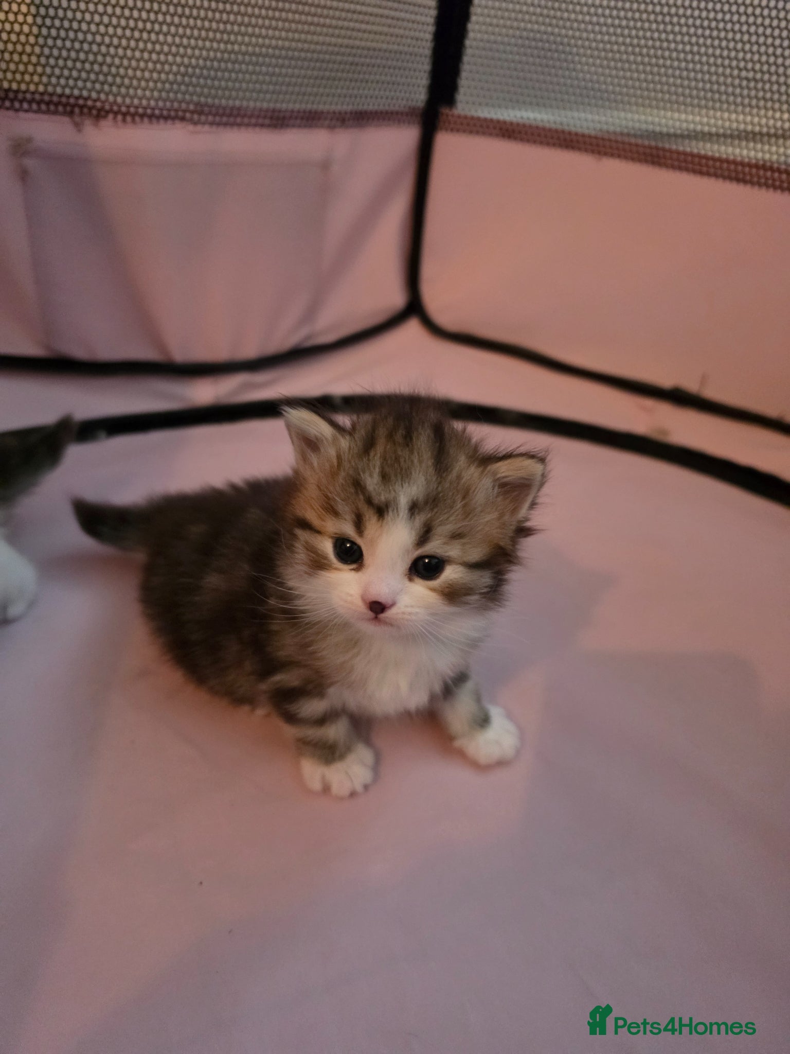 Siberian cats Pure gorgeous Siberian Kittens - Advert 18