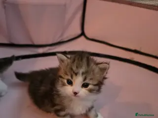 Siberian cats Pure gorgeous Siberian Kittens - Advert 2