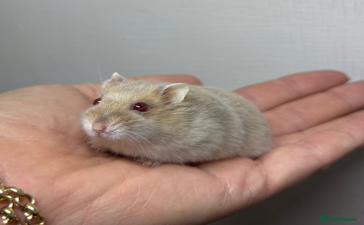 Hamster rodents - Advert 3