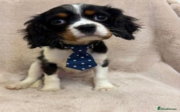 Cavalier King Charles Spaniel dogs for sale: Beautiful Cavalier, King, Charles boy ❤️ - Image 10