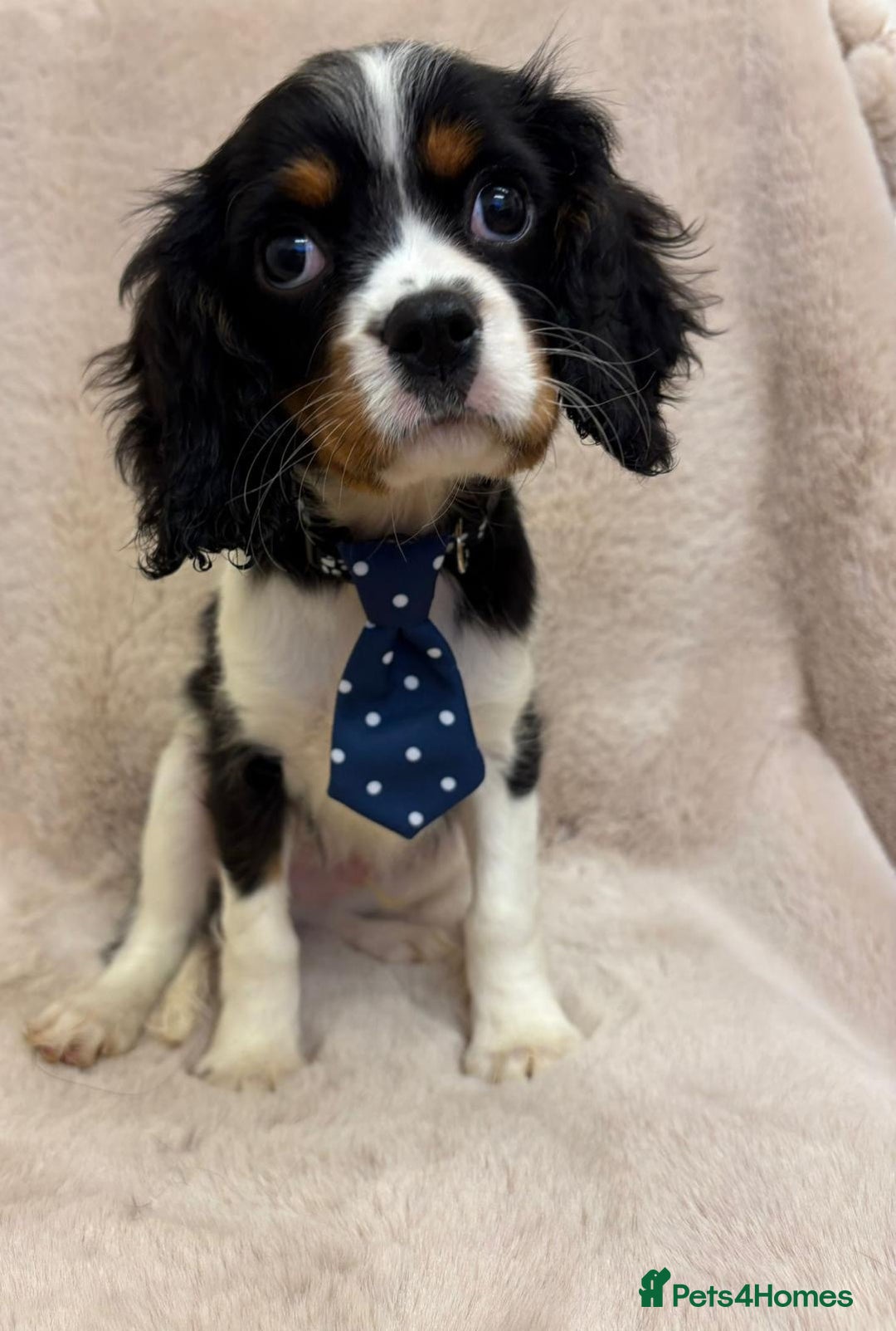 Cavalier King Charles Spaniel dogs for sale: Beautiful Cavalier, King, Charles boy ❤️ - Image 10