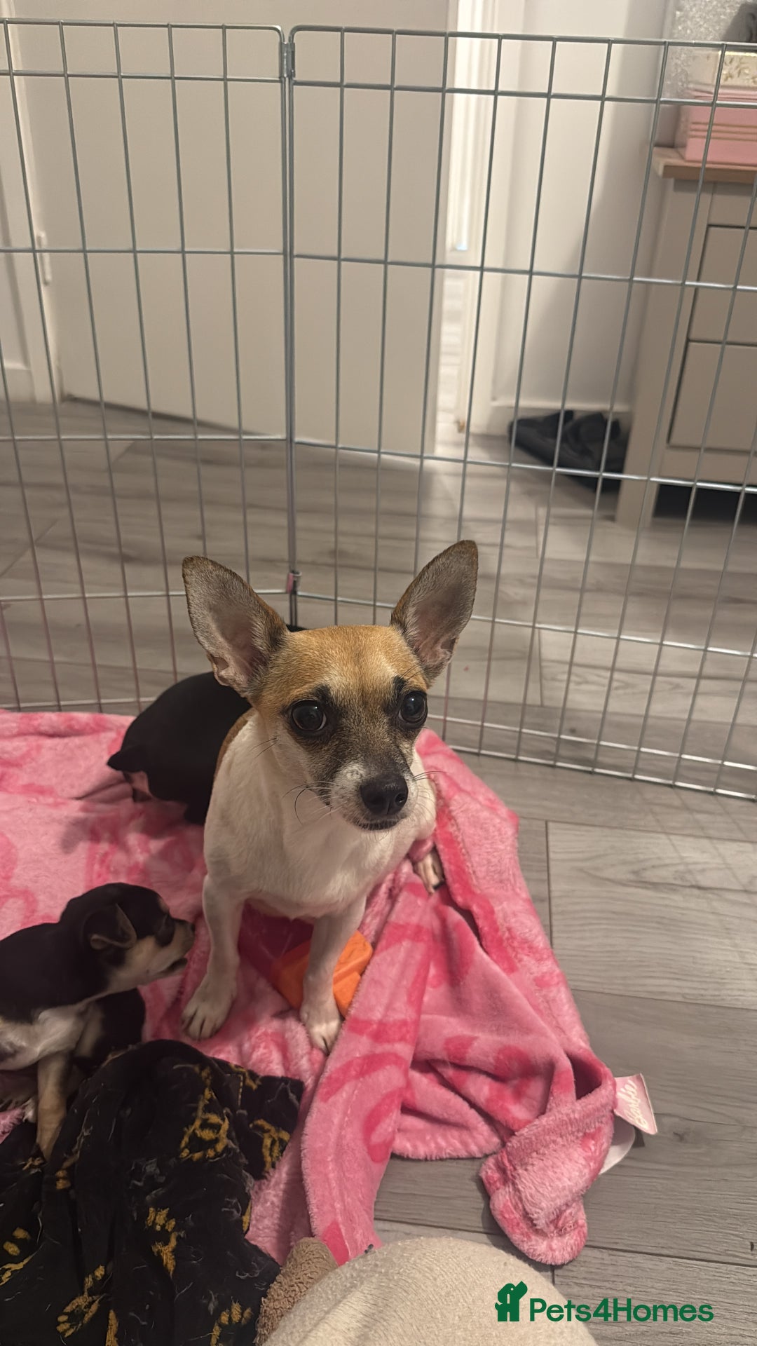 Mixed Breed dogs for sale: Puppies for sale - Advert 8