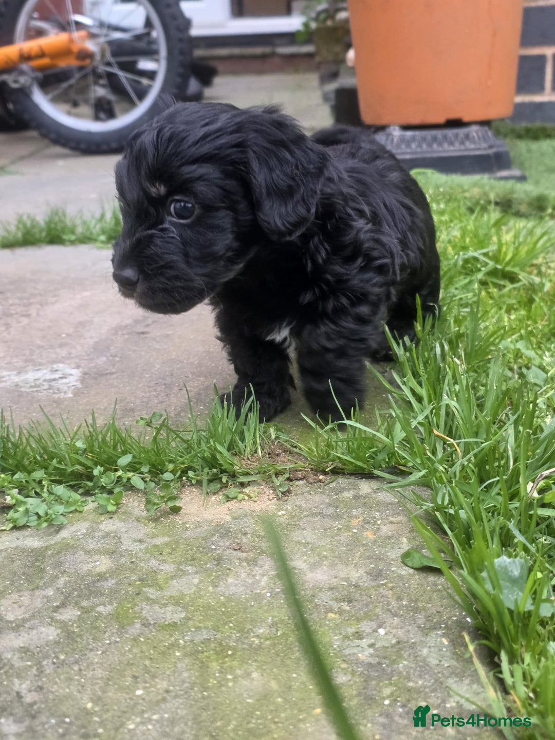 Mixed Breed dogs for sale: Miniature Dachshund x Bichon Havanese Puppies - Advert 10