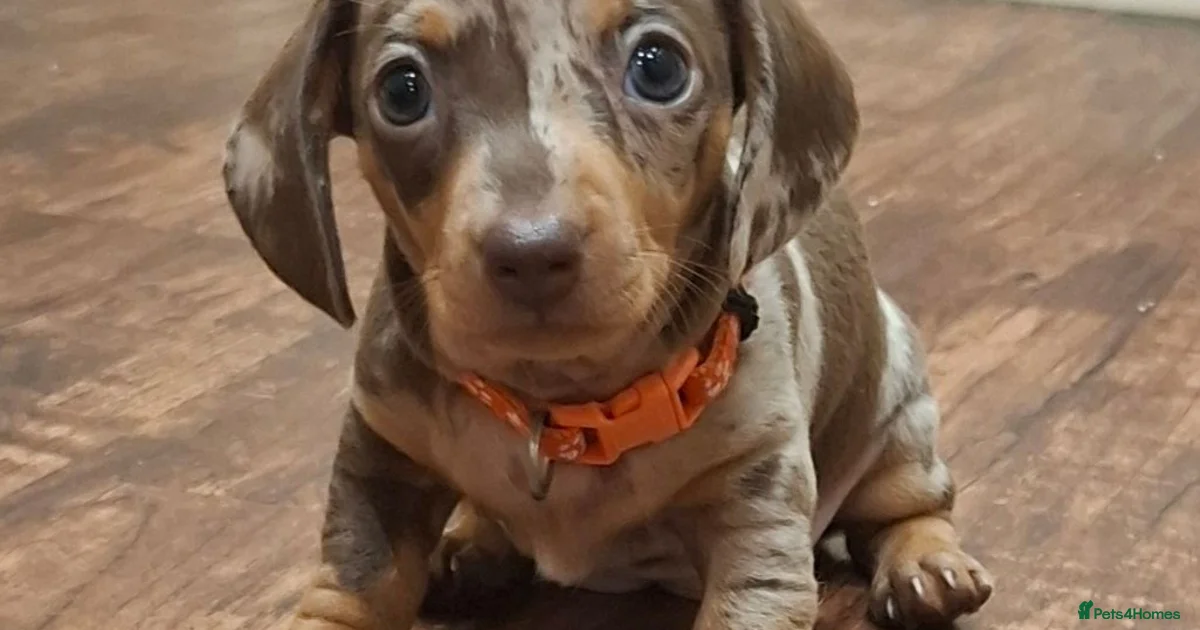 Mini Sausage Dog Miniature Dachshund Puppies For Sale Pets4Homes mini-sausage-dog-miniature-dachshund-puppies-for-sale-pets4homes