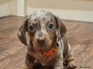 Miniature Dachshund dogs Stunning Miniature Smooth Haired Dachshund Puppies - Advert 2