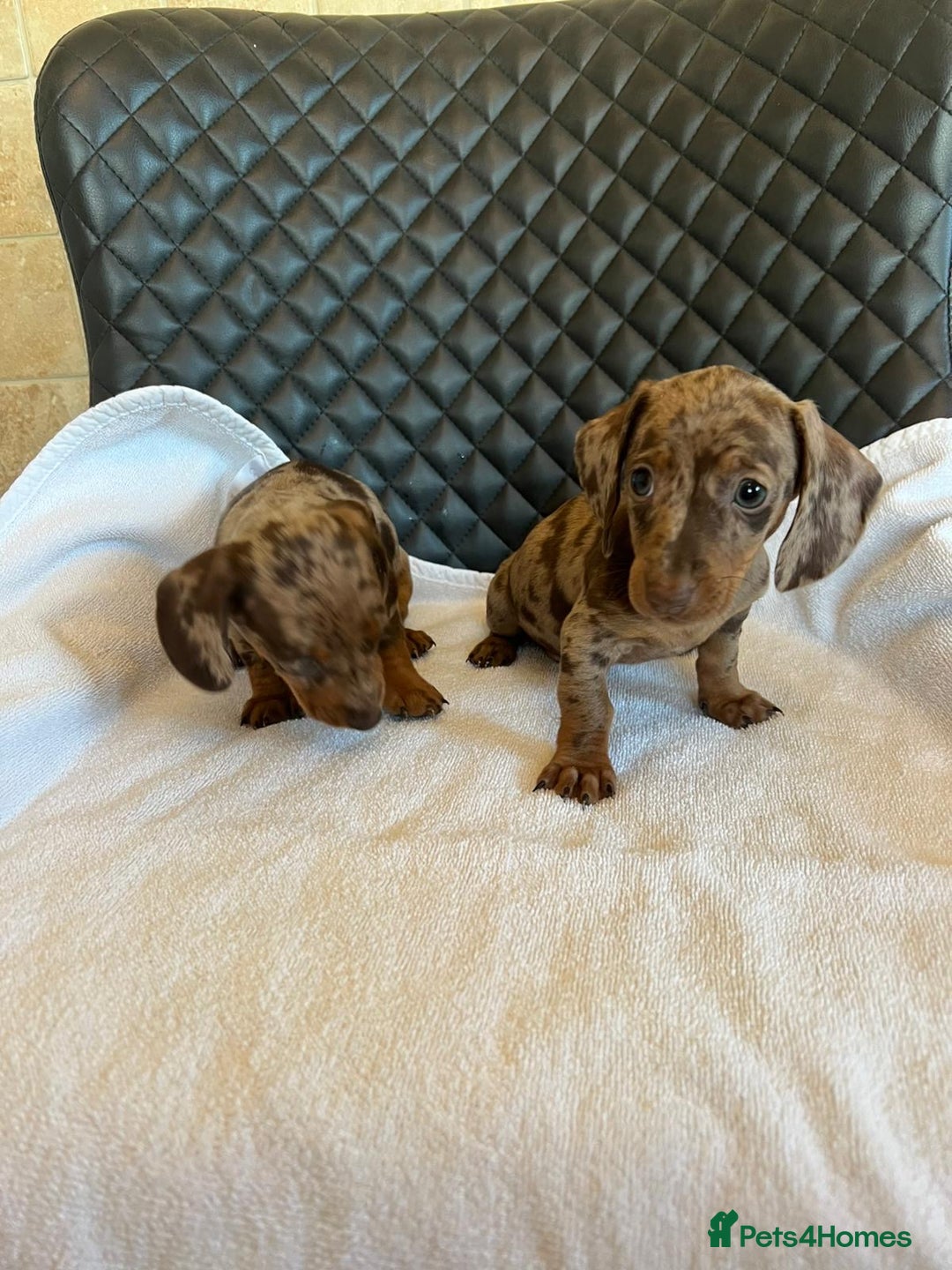 Dachshund dogs for sale: Dachshund puppies  - Advert 24