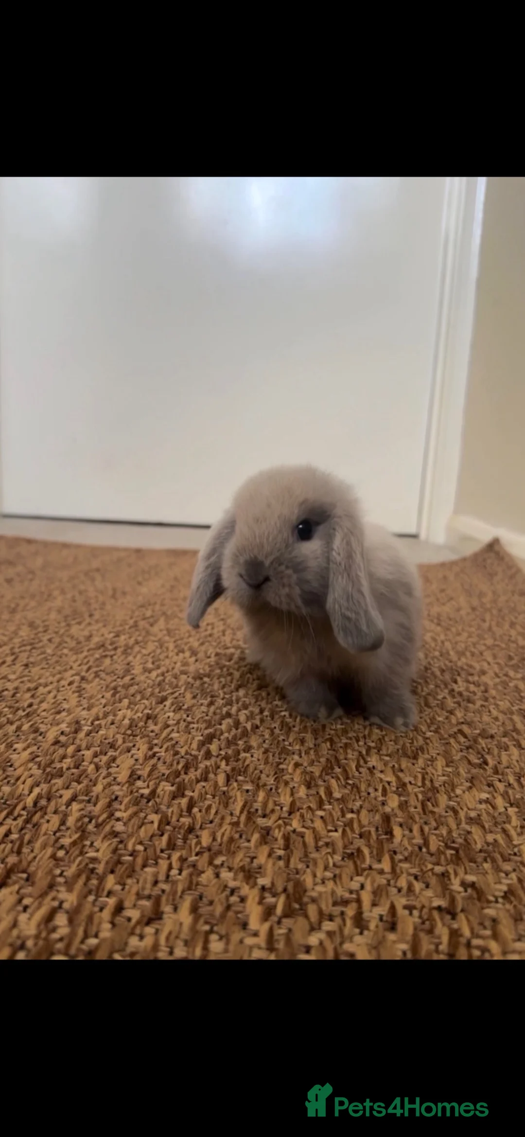 Mini Lop rabbits for sale: Baby mini lops - Advert 2