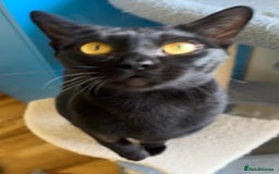 Bombay cats for sale: Affectionate beautiful GCCF reg Bombay femaie - Image 6