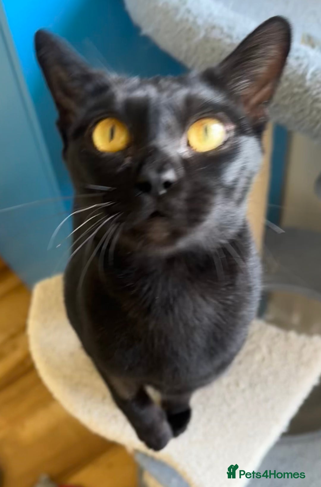 Bombay cats for sale: Affectionate beautiful GCCF reg Bombay femaie - Image 6