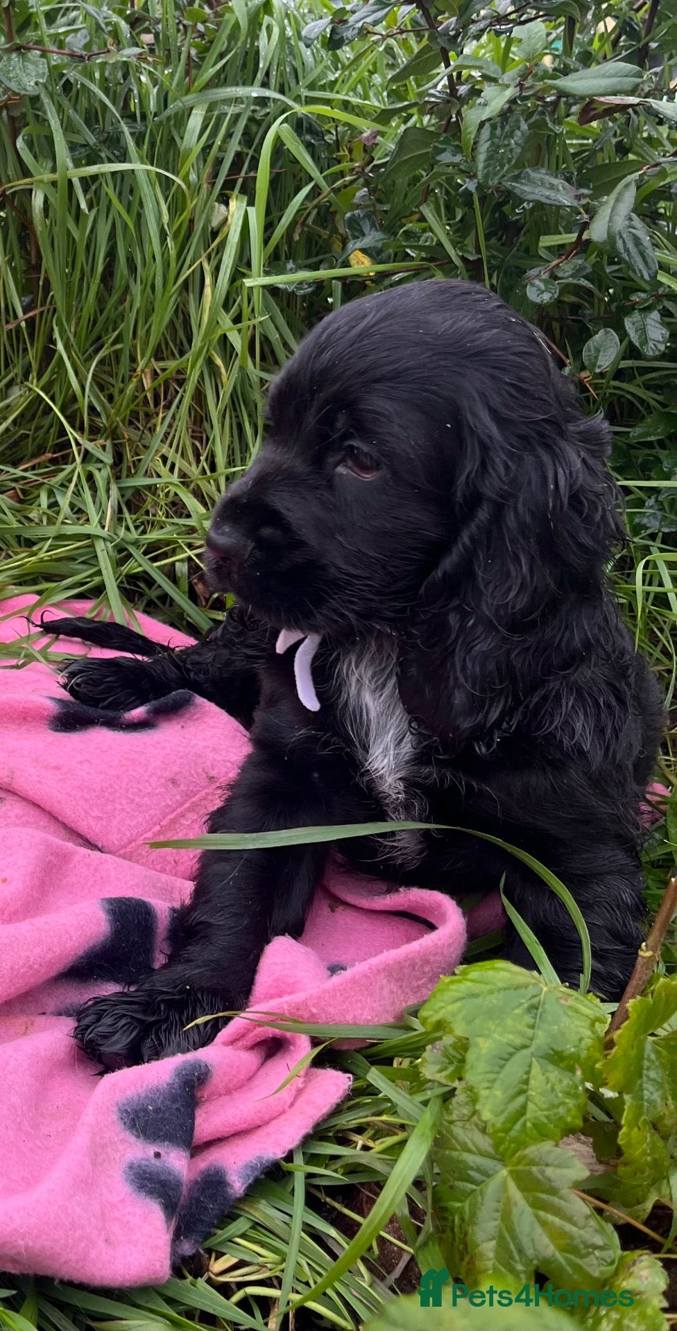 Cocker Spaniel dogs Stunning show type cocker spaniel puppies  - Advert 2