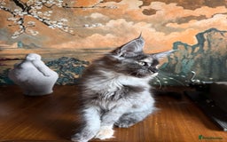Maine Coon cats for sale: Tica registered Maine Coons from champion lines  - Image 9