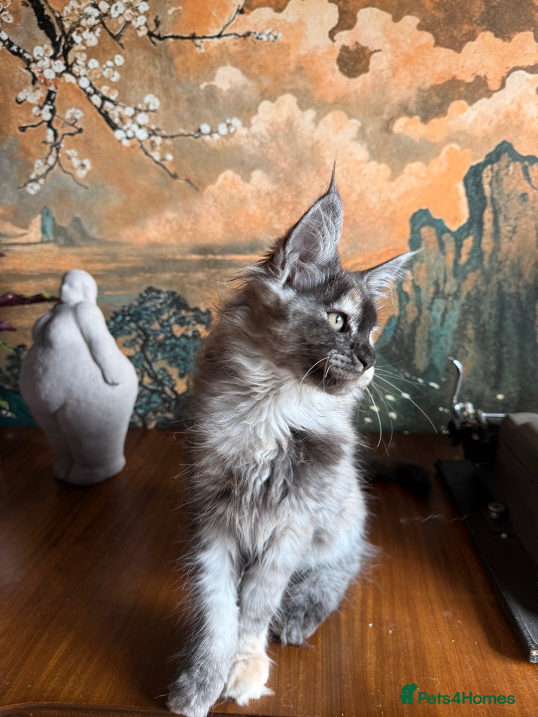 Maine Coon cats for sale: Tica registered Maine Coons from champion lines  - Image 9