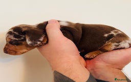 Miniature Dachshund dogs for sale: Beautiful healthy baby miniature dachshunds 🐾 - Image 6