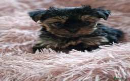 Yorkshire Terrier dogs for sale: Hi Mini Yorkshire Terrier for sale - Image 11