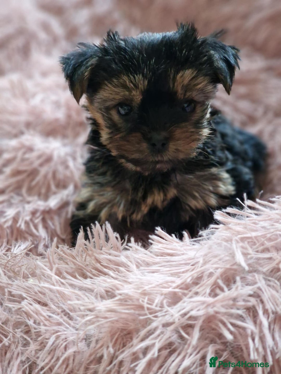 Yorkshire Terrier dogs for sale: Hi Mini Yorkshire Terrier for sale - Image 11