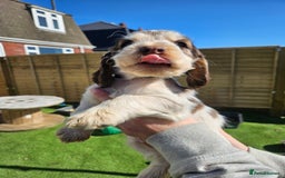 Cocker Spaniel dogs for sale: Sable Show Cocker spaniel Puppies ready now - Image 11