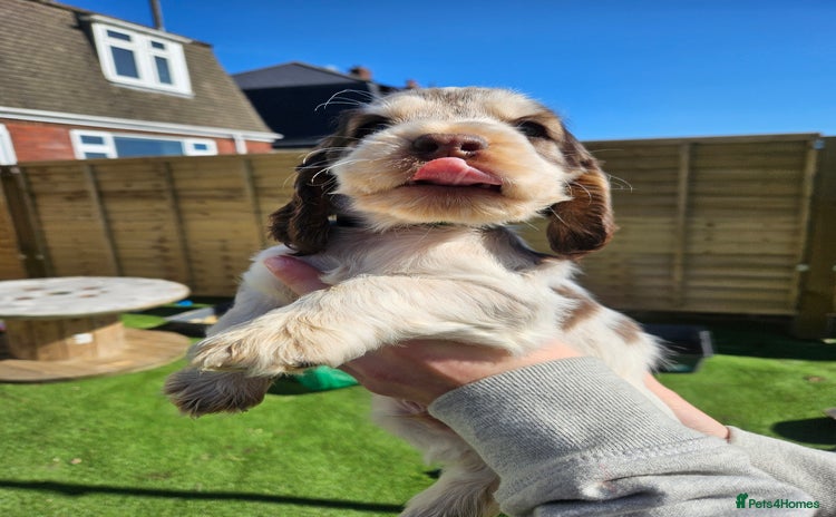 Cocker Spaniel dogs - Advert 3