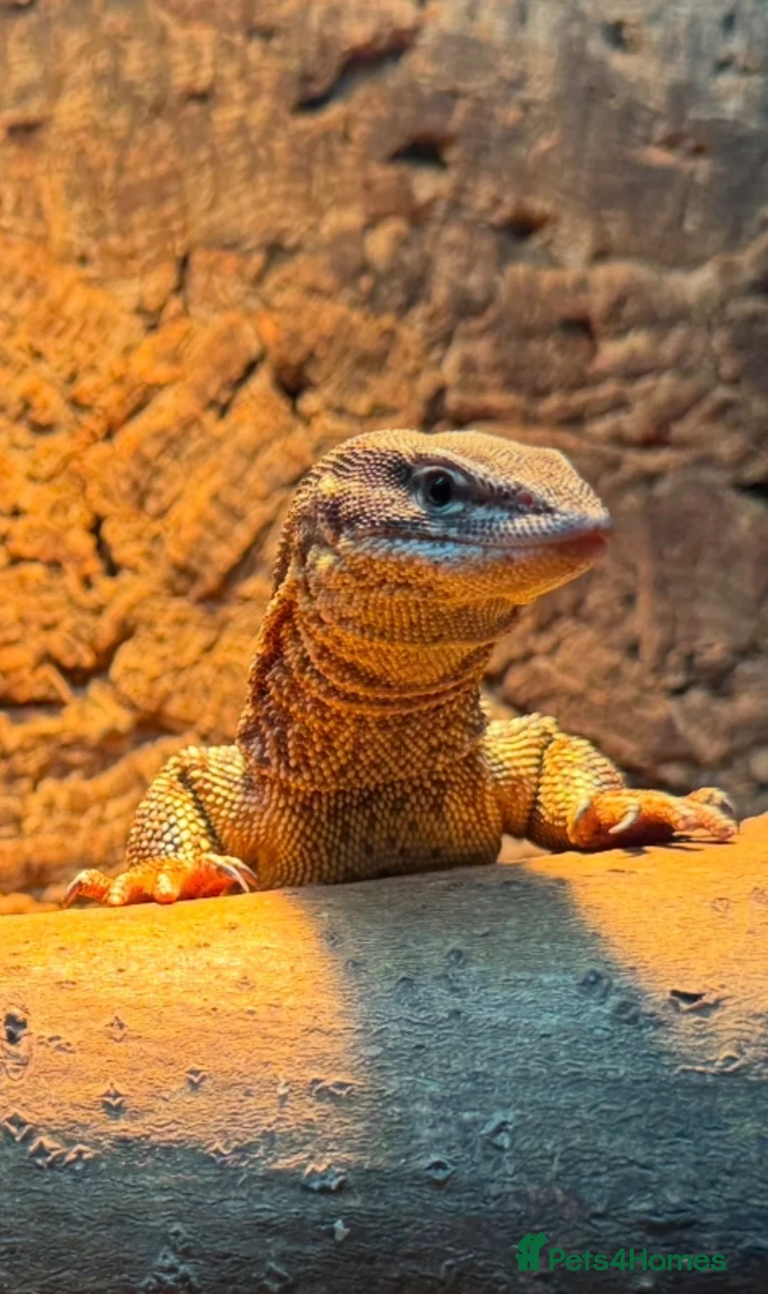 Monitor reptiles for sale: Proven Breeding Ackie pair - Advert 2