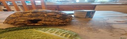 Tortoise reptiles for sale: Large female leopard Tortoise  - Advert 2