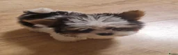 Biewer Terrier dogs for sale: Pure Miniature Biewer Terrier Puppies - Advert 3