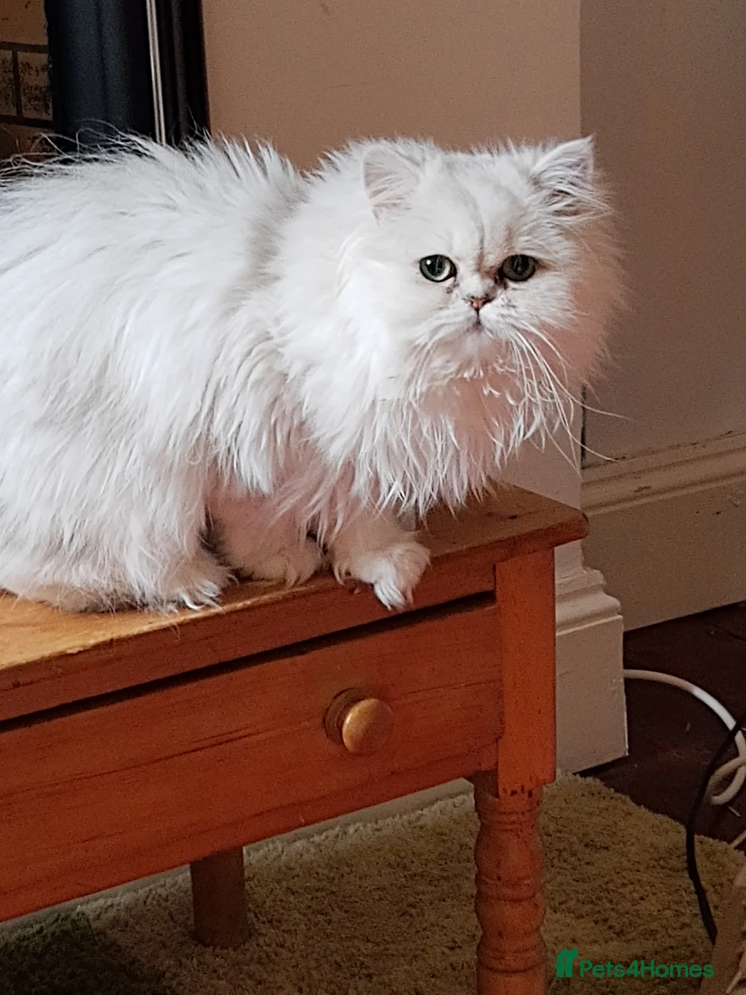 Persian cats for sale: White silver tip girl - Advert 2