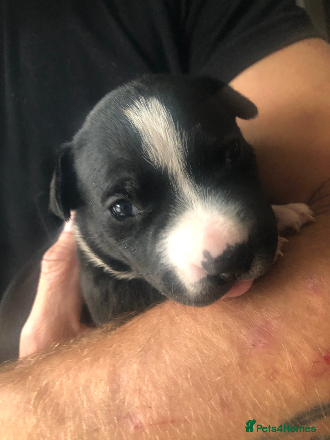 Staffordshire Bull Terrier dogs for sale: For sale staffy female  - Image 1