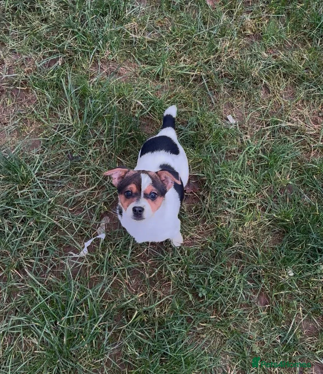 Jack Russell dogs for sale: Jack Russell pup - Advert 2