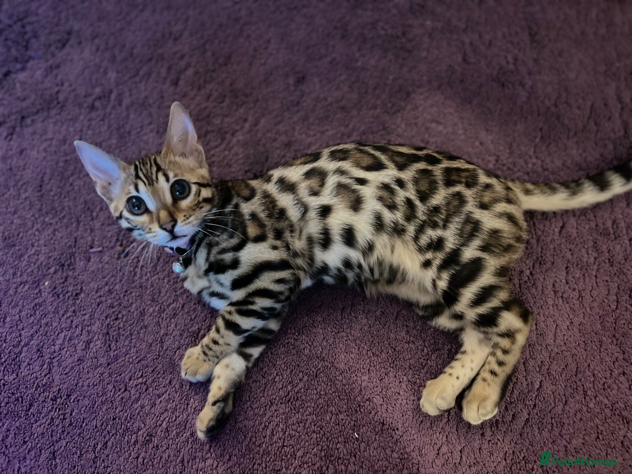 Bengal cats 1 year old female Bengal - Advert 3