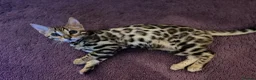 Bengal cats for sale: 1 year old female Bengal - Advert 1