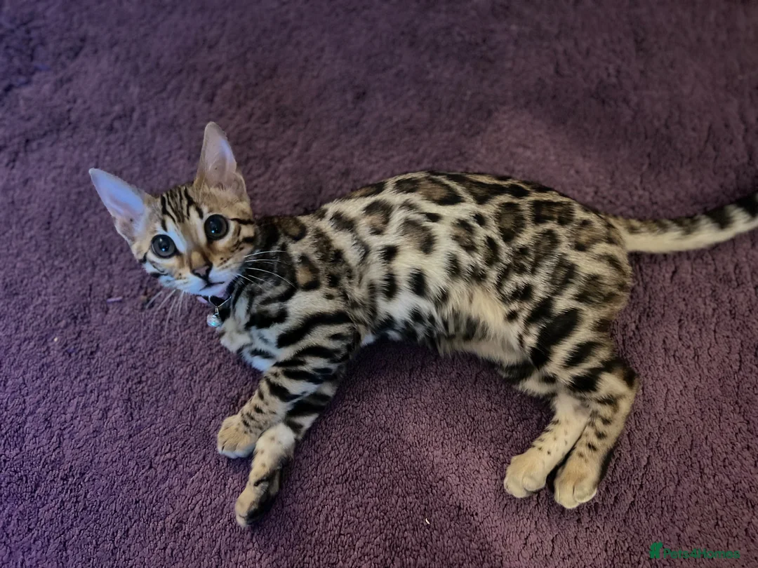 Bengal cats for sale: 1 year old female Bengal - Advert 1