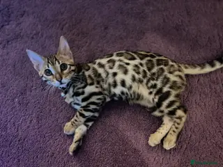 Bengal cats 1 year old female Bengal - Advert 3