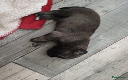 Mixed Breed dogs for sale: Pups ready now - Image 2