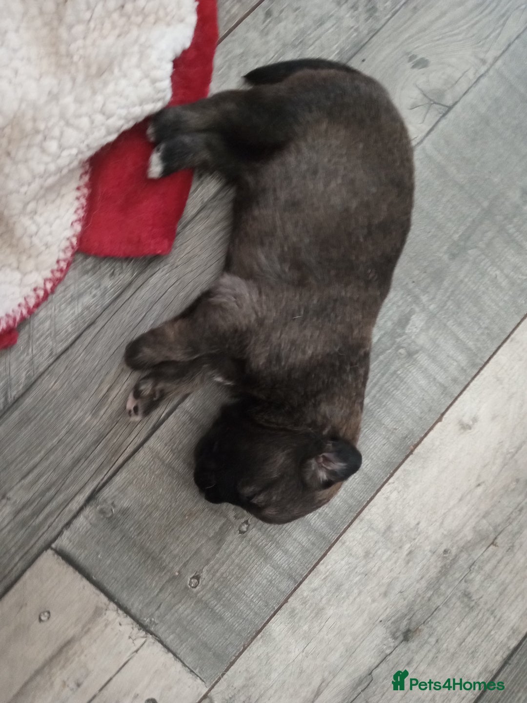 Mixed Breed dogs for sale: Pups ready now - Image 2