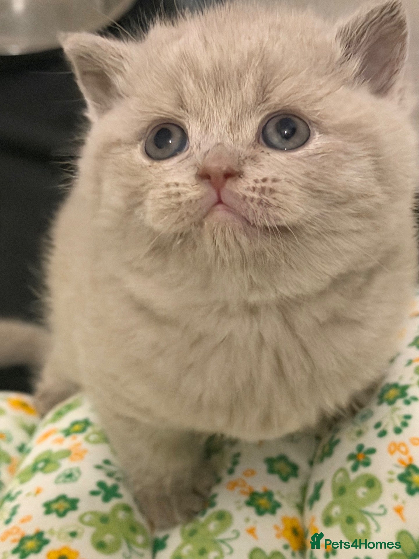 British Shorthair cats TICA registered Lilac Kittens  - Advert 7