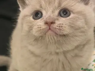 British Shorthair cats TICA registered Lilac Kittens - Advert 7
