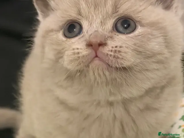 British Shorthair cats TICA registered Lilac Kittens - Advert 19