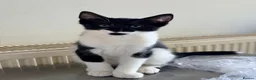 Mixed Breed cats for sale: Gorgeous half ragdoll boy - Advert 3