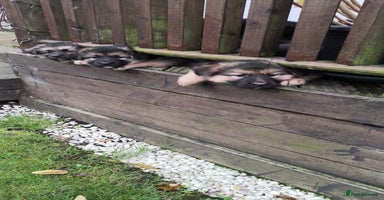 German Shepherd dogs - Advert 7