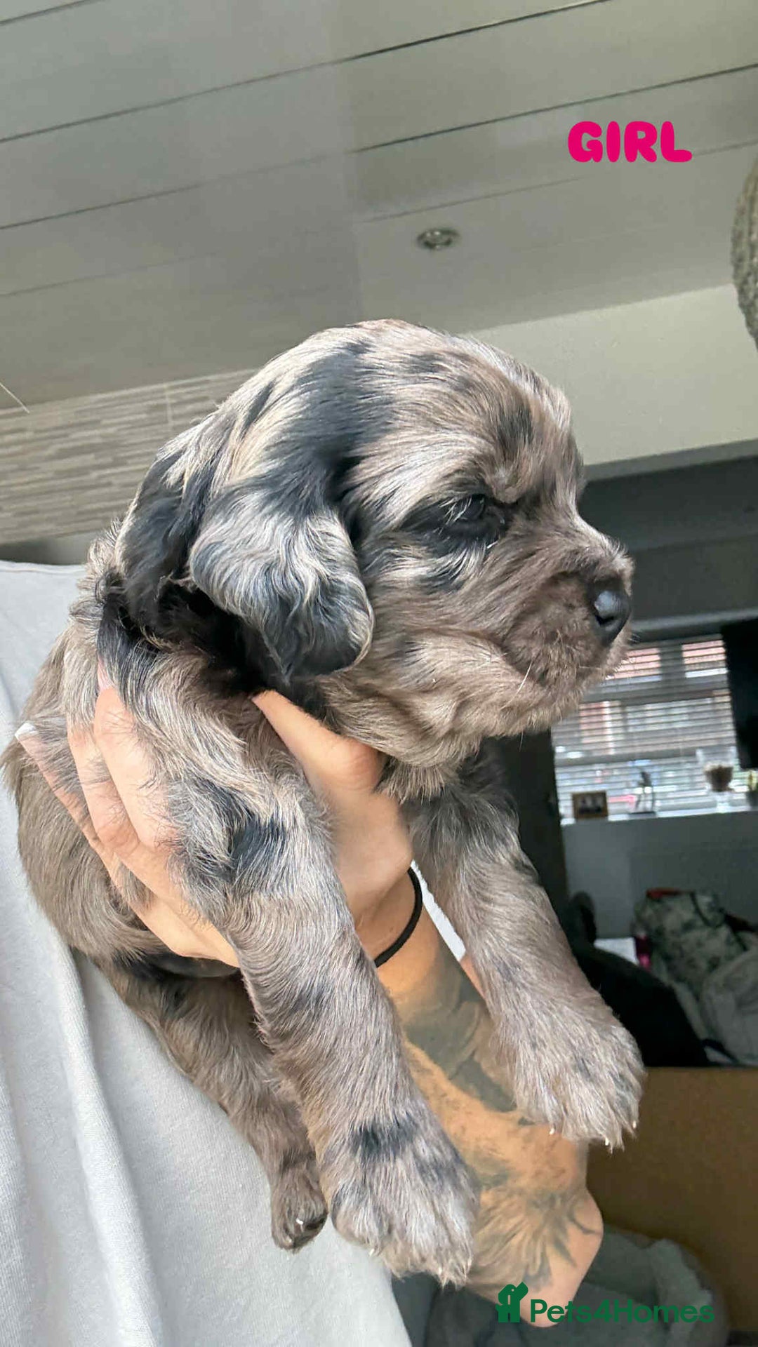 Cockapoo dogs for sale: Merle cockapoo  - Image 1