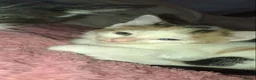 Mixed Breed cats for sale: Gorgeous white calico with different colour eyes - Advert 2