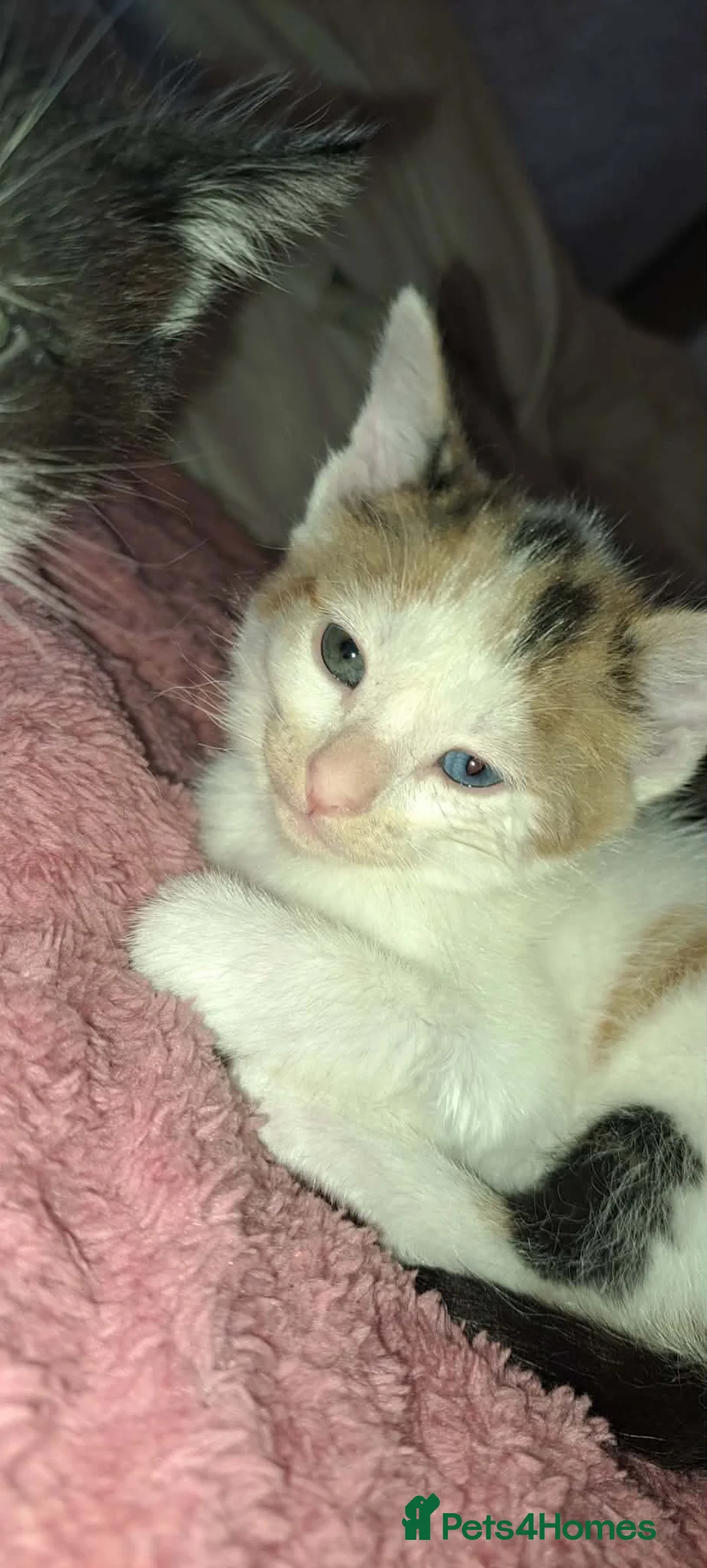 Mixed Breed cats for sale: Gorgeous white calico with different colour eyes - Advert 2