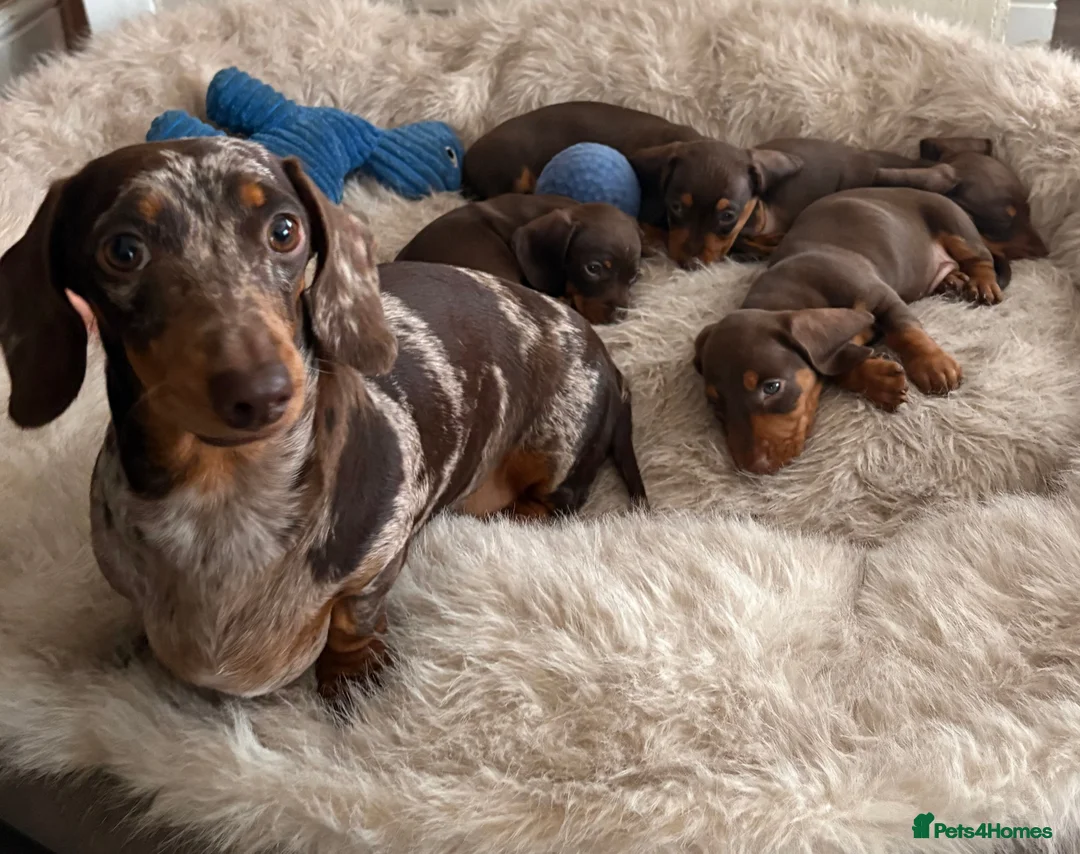 Miniature Dachshund dogs for stud: FOR STUD PROVEN KCreg Choc & tan mini Dachshund in Sunderland - Advert 31